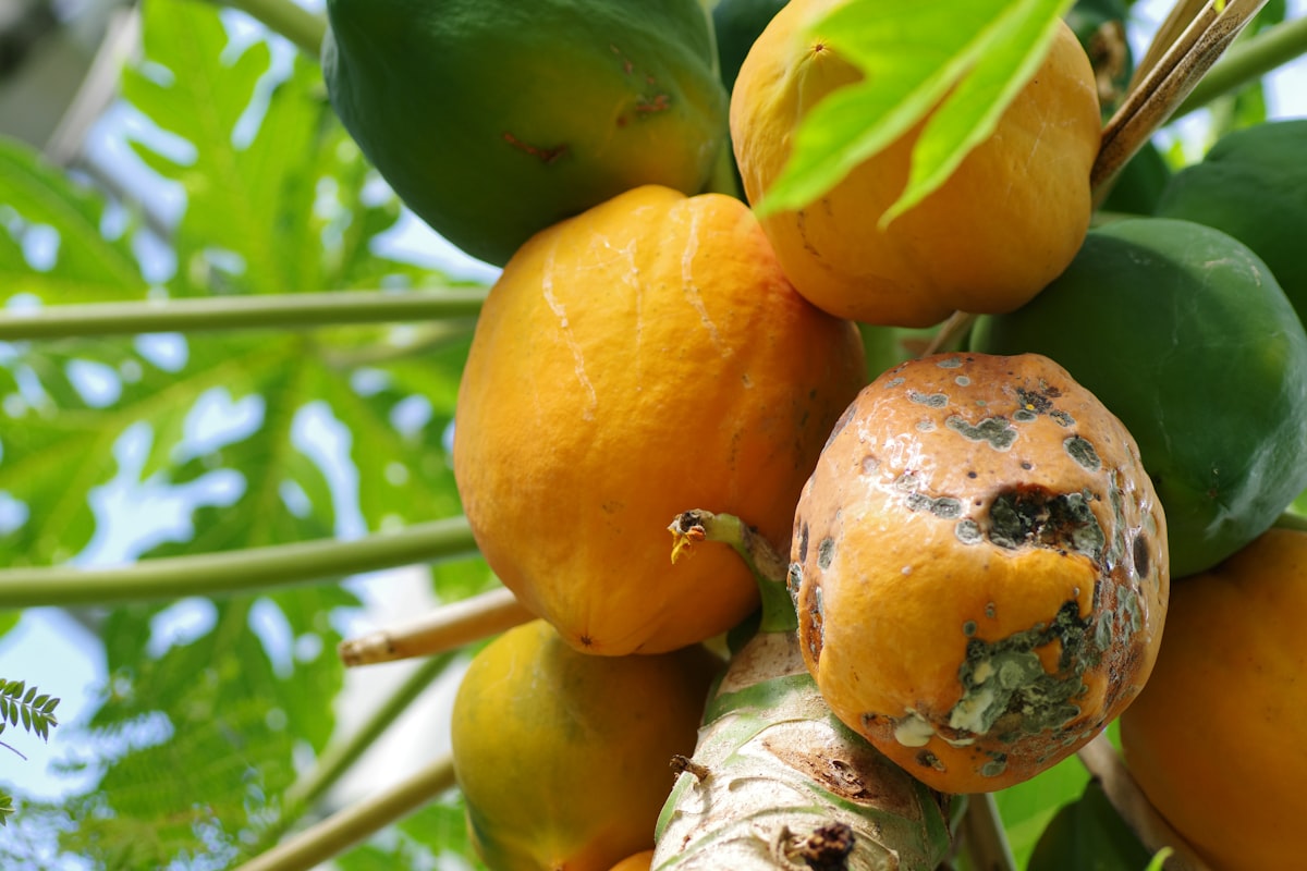 Frutas naturales saludables