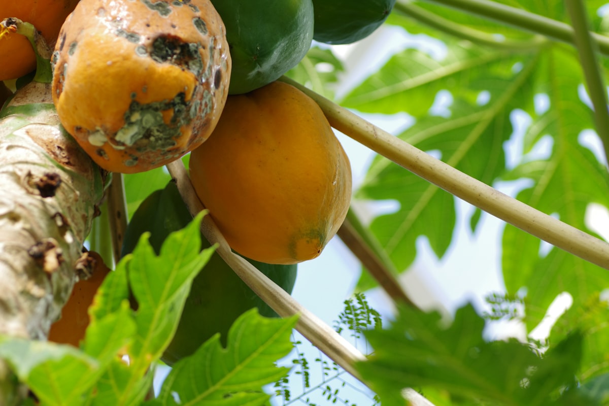 Frutas naturales ricas en nutrientes